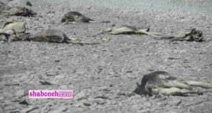 ماجرای فیلم کشتن الاغ ها در مرز کله‌ گان در سیستان و بلوچستان برای قاچاق سوخت