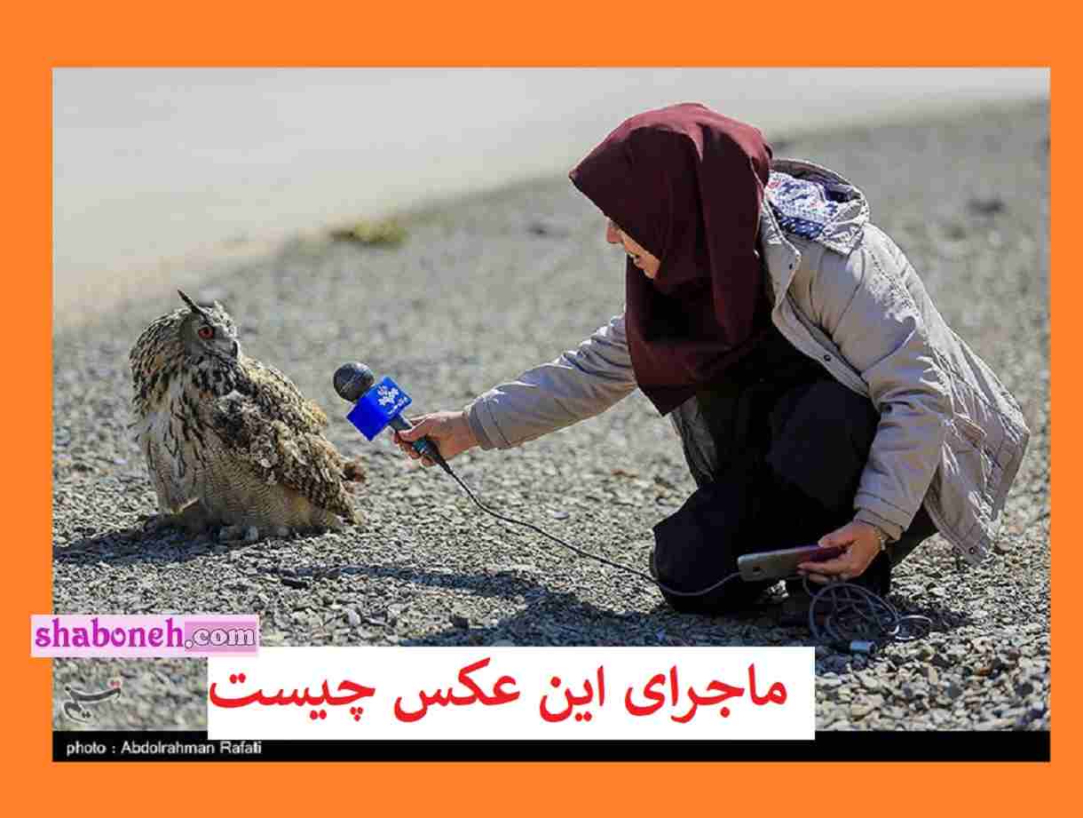 مصاحبه خبرنگار صدا و سیما با جغد جنجال شد + عکس