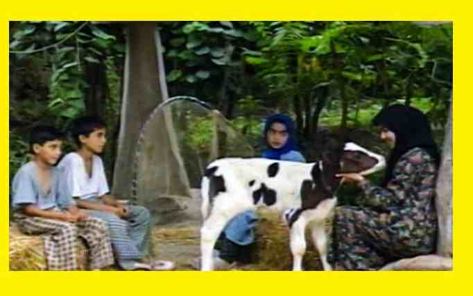 امیر محمدزاده بازیگر نقش مجید در سریال دنیای شیرین دریا کیست + بیوگرافی