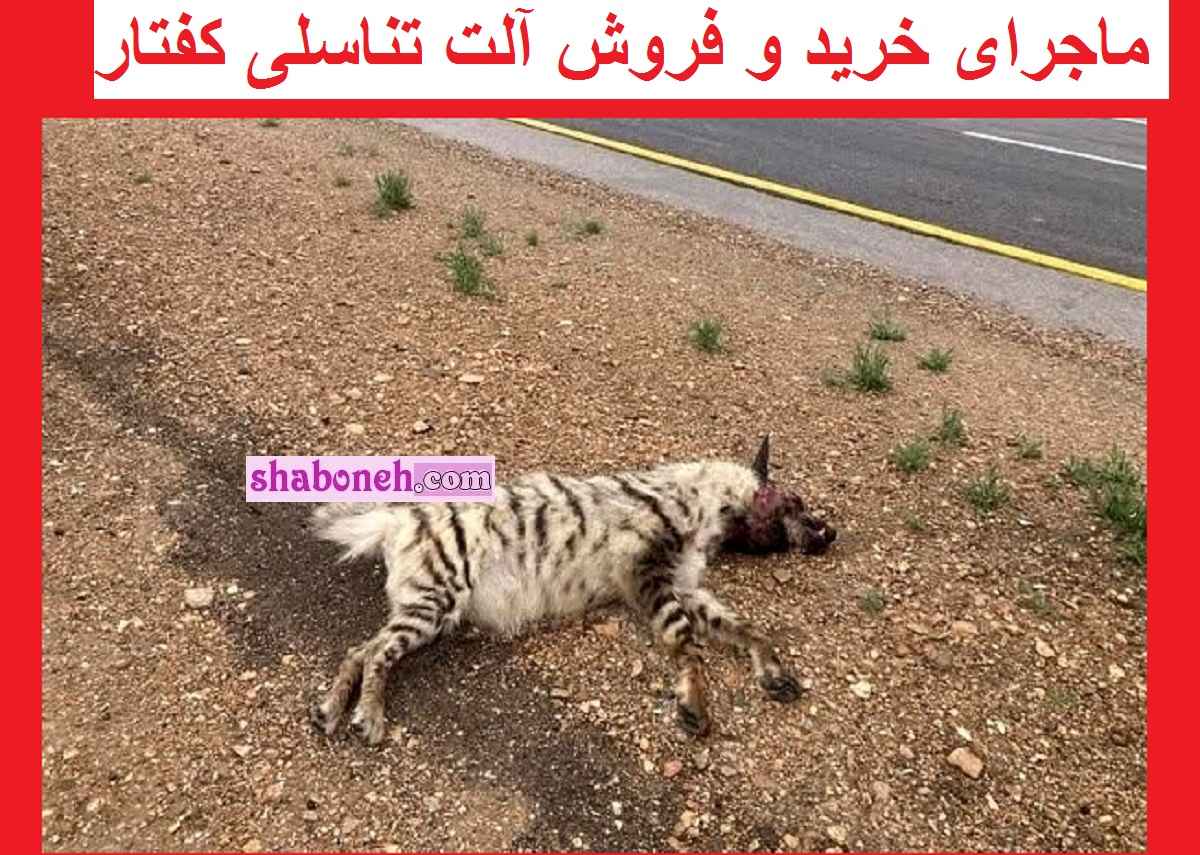 ماجرای خرید و فروش آلت تناسلی کفتار و گوشت خرس در ایران !! 