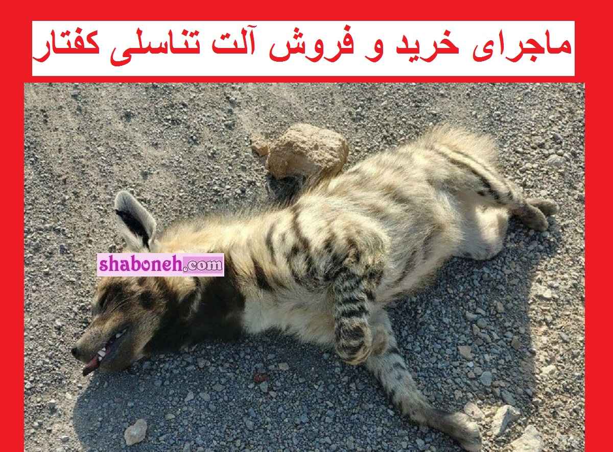 ماجرای خرید و فروش آلت تناسلی کفتار و گوشت خرس در ایران !! 