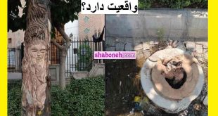 ماجرای قطع درخت 100 ساله خیابان شریعتی به دلیل عکس زن روی تنه آن