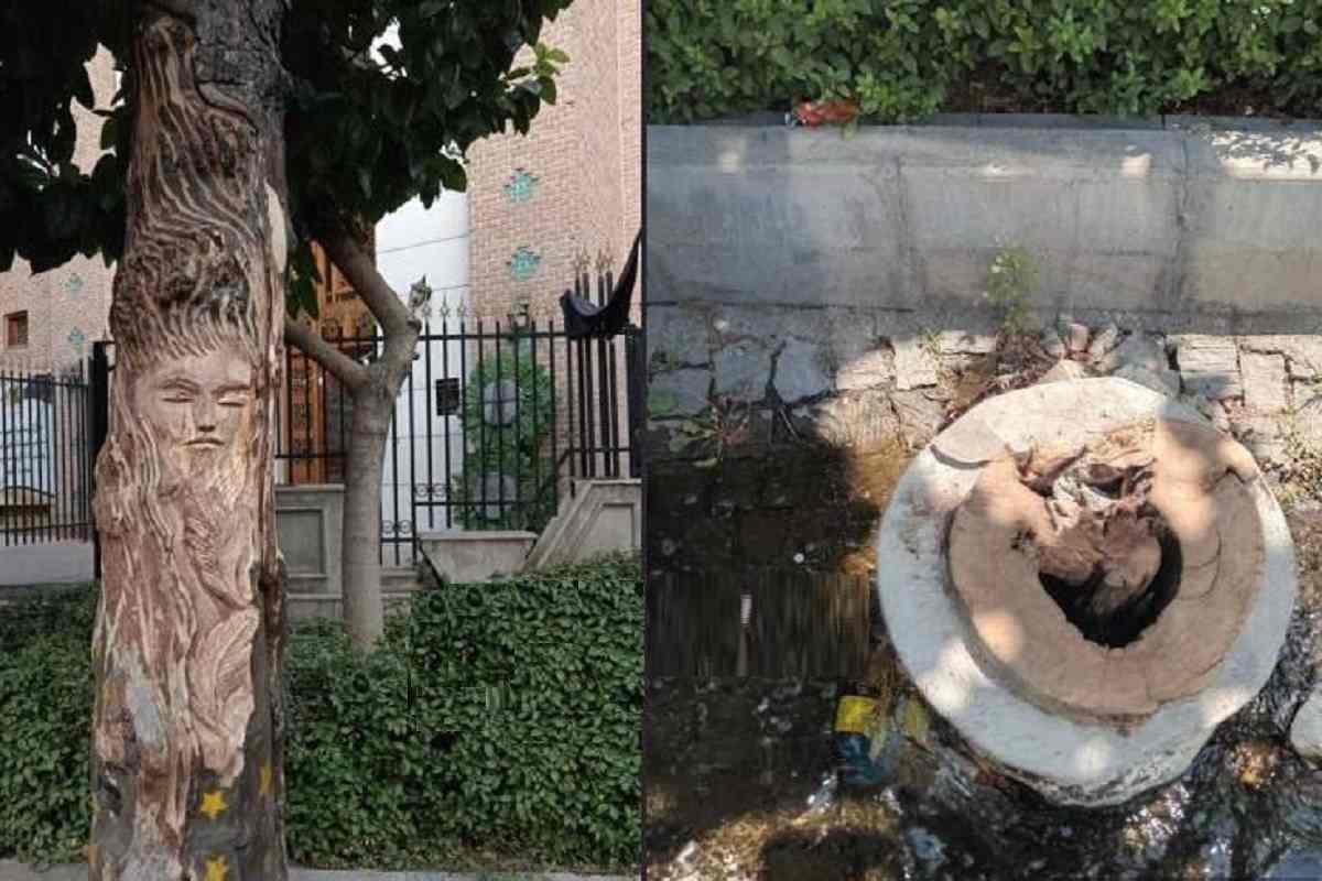 ماجرای قطع درخت 100 ساله خیابان شریعتی به دلیل عکس زن روی تنه آن 