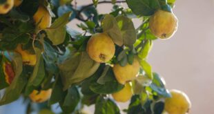 کامل ترین راهنمایی جهت خرید نهال به اصفهان