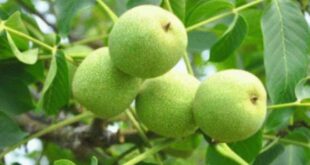 چگونگی تشخیص نهال گردو فرنور پیوندی اصل از تقلبی
