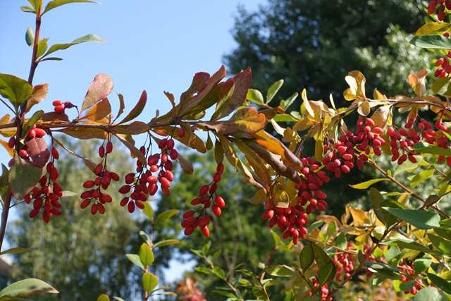 معرفی انواع نهال زرشک پربار ایرانی