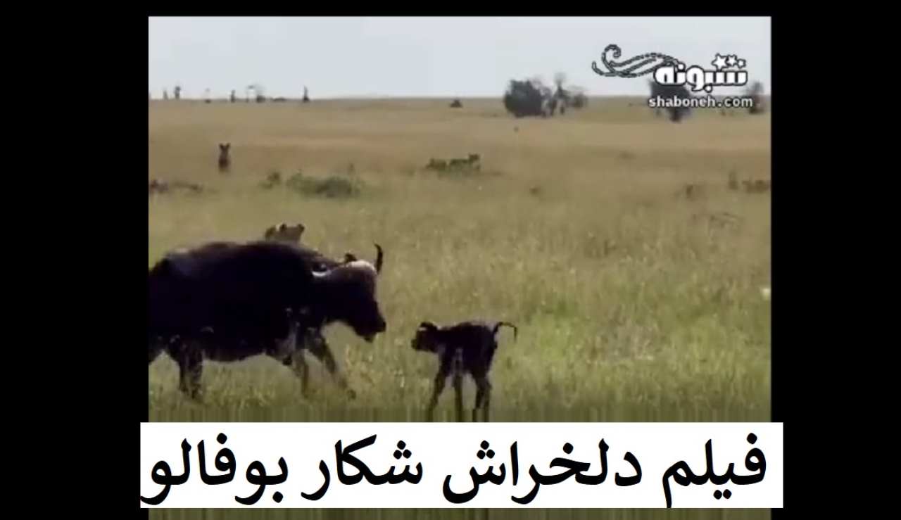 فیلم دلخراش شکار گاو و گوساله تازه متولد شده توسط گله شیرها (18+)