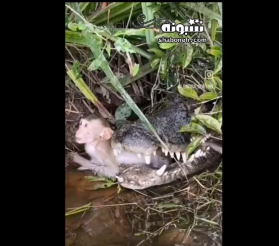 فیلم غذا خوردن میمون در دهان تمساح! نمیداند که قرار است بمیرد