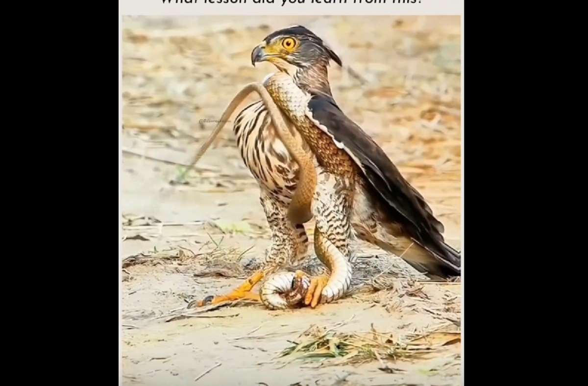 ببینید مار که در چنگ عقاب بود چگونه عقاب را خفه کرد