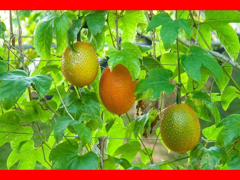 میوه گاک فروت چیست و خواص آن چیست + نحوه کاشت در منزل