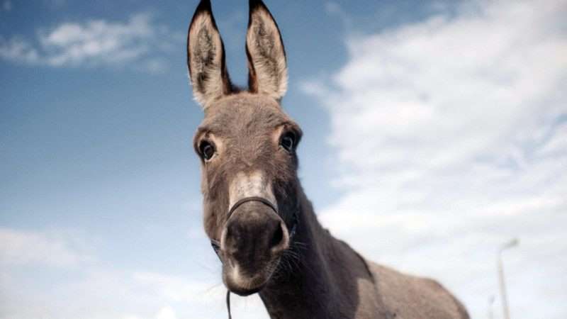 ماجرای فروش گوشت خر و الاغ در پیتزا فروشی مشهد +فیلم