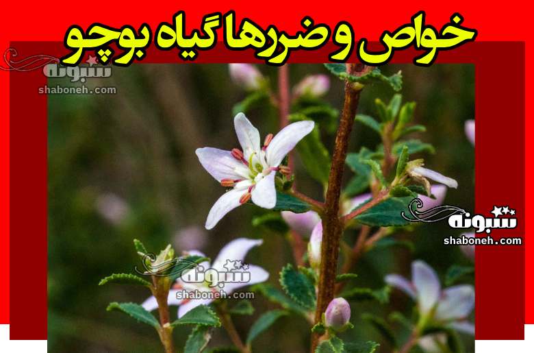 گیاه بوچو چیست خواص و ضررها و طعم + نحوه خرید
