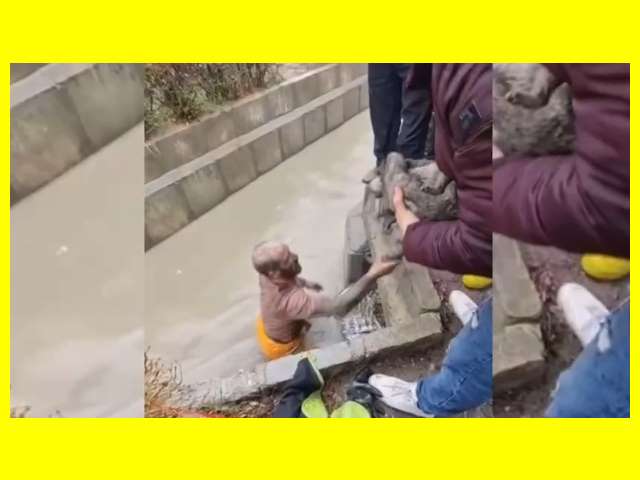 بیوگرافی بهروز کشوری پاکبان بروجردی کیست +نجات توله سگ ها