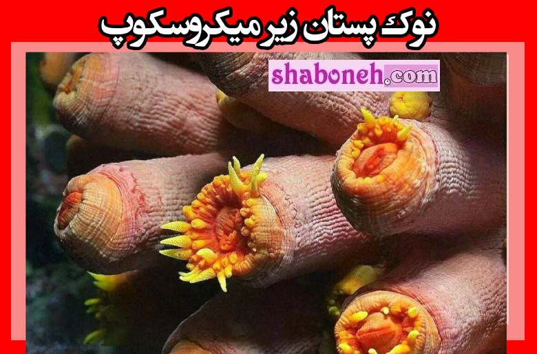 نوک سینه (پستان) زیر میکروسکوپ این شکلی است (عکس)