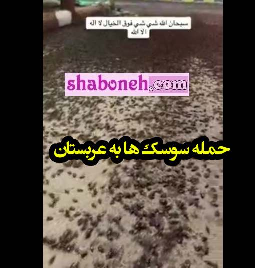 حمله سوسک‌ ها به عربستان در شبه جزیره +فیلم وحشتناک