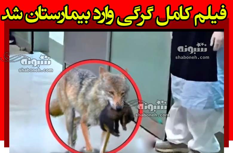 فیلم کامل گرگی وارد بیمارستان شد آیا واقعیت دارد؟