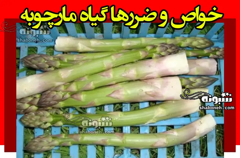 خواص مارچوبه و قیمت مارچوبه خوراکی و ضرر و عوارض