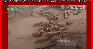 فیلم کامل / سیل گله گوسفند در شوراب صالح آباد خراسان رضوی را برد