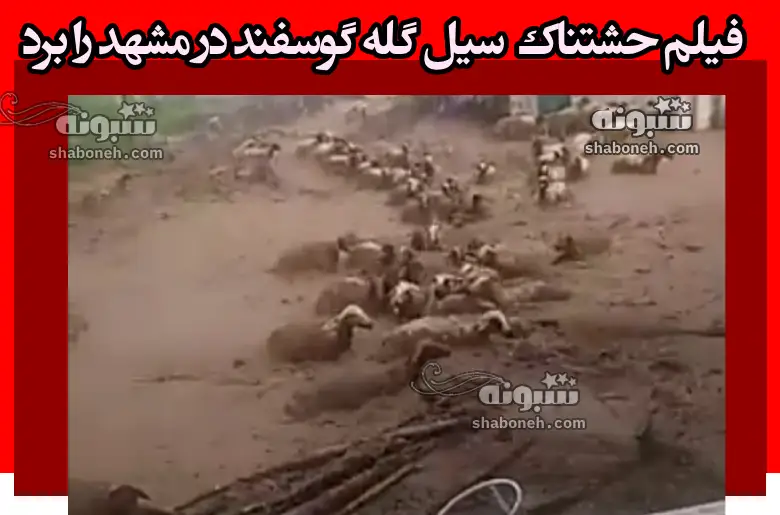 فیلم کامل / سیل گله گوسفند در شوراب صالح آباد خراسان رضوی را برد