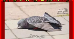 فیلم کامل تگرگ مشهد کبوترهای حرم امام رضا را قتل عام کرد