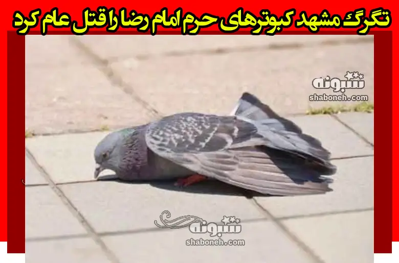 فیلم کامل تگرگ مشهد کبوترهای حرم امام رضا را قتل عام کرد