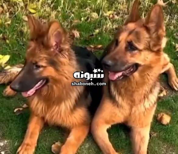 تیدا و شیلا سگ های زنده یاب از نژاد ژرمن حرف گوش کن و باهوش