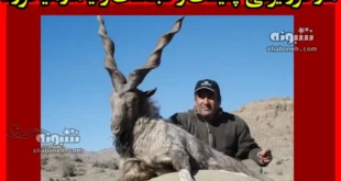 مارخور ایرانی چیست و کجاست و آیا مار میخورد؟