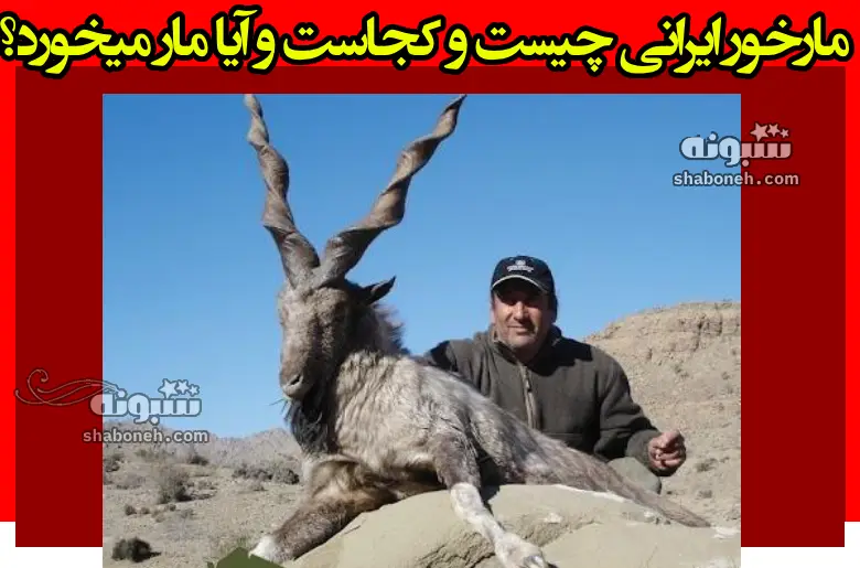 مارخور ایرانی چیست و کجاست و آیا مار میخورد؟