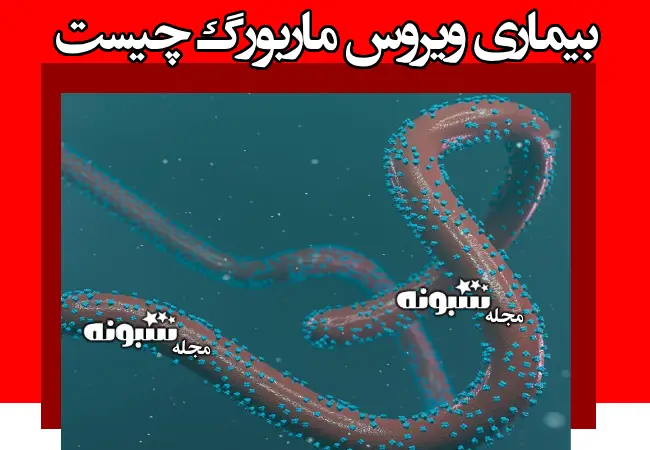 بیماری ویروس ماربورگ چیست با علائم و نحوه ابتلا و انتقال +عکس ویروس