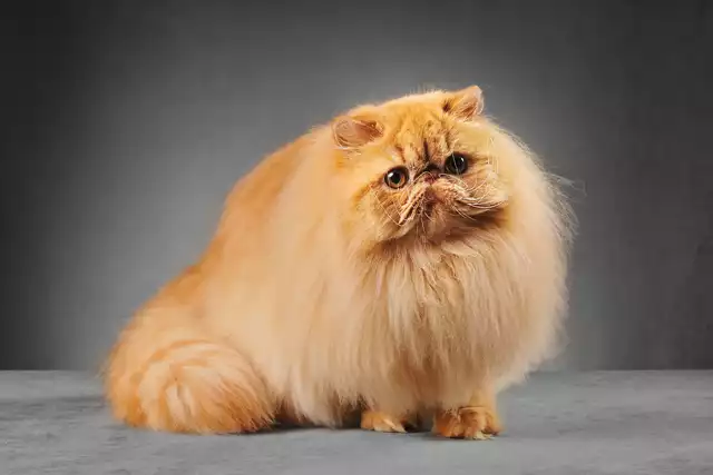 گربه پرشین (Persian Cat)