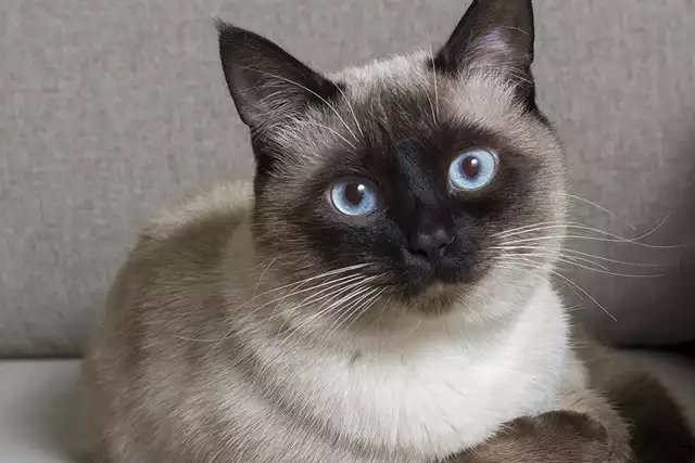 گربه سیامی (Siamese Cat)